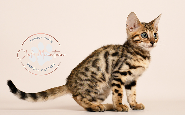 Friendly Bengal kitten raised with love in Texas family home